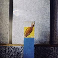 Carolyn Drake