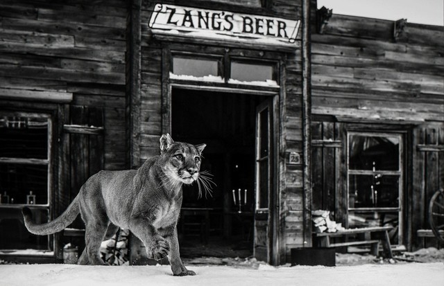 David Yarrow, ‘It's Closing Time’, ca. 2015, Photography, Archival Pigment Print, Samuel Lynne Galleries