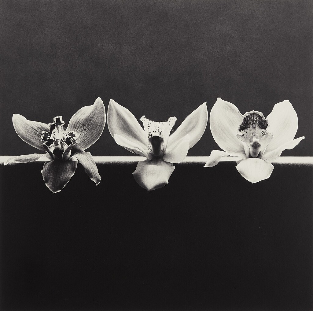 Robert Mapplethorpe - Orchids