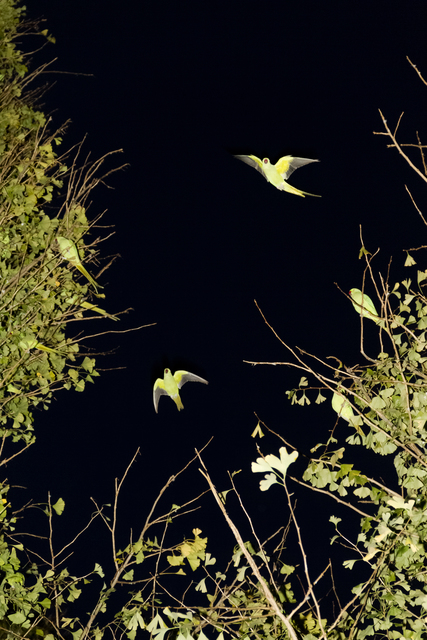 Yoshinori Mizutani, ‘Tokyo Parrots, 039’, 2013, Photography, Archival pigment print, Brownie Project