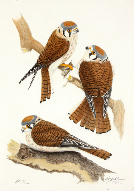 Tony Angell, ‘Kestrels Study’, 1988-2014, Foster/White Gallery