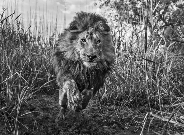 David Yarrow, ‘Gold’, 2015, Photography, Archival Pigment Print, Maddox Gallery
