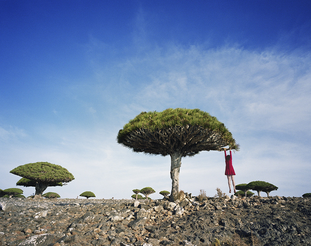 Scarlett Hooft Graafland, ‘Dragon's Blood’, 2014, Photography, Inkjet print mounted on Dibond, Galerie XII