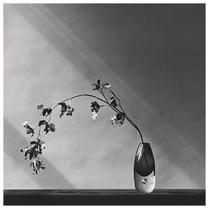 Robert Mapplethorpe - Orchids