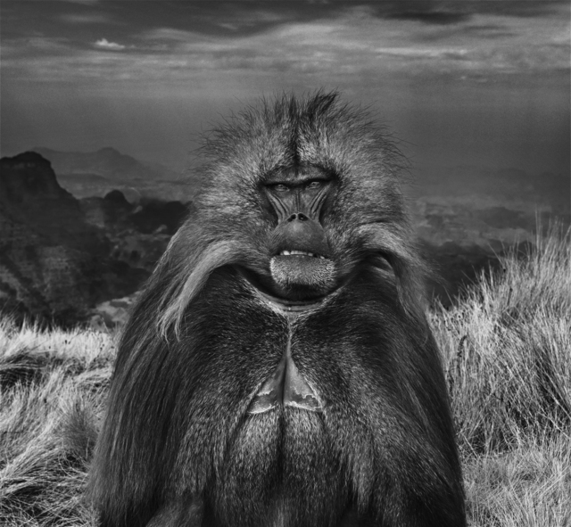 David Yarrow, ‘Go Ahead Punk, Make My Day’, 2018, Photography, Archival Pigment Print, Hilton Asmus