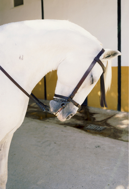 Jitka Hanzlová, ‘Untitled’, 2009, Yancey Richardson Gallery