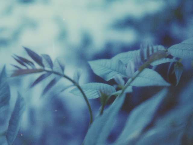 Julia Beyer, ‘Forest Musings’, 2017, Photography, Digital C-Print, based on a Polaroid, not mounted, Instantdreams