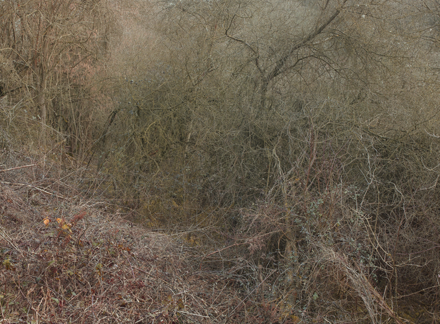 Leon Steele, ‘Heath #10’, 2011, Photography, Chromogenic Print, Wren London