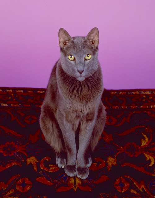Neil Winokur, ‘Zorba’, 1990, Janet Borden, Inc.