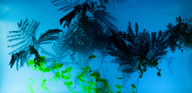 Ashley G. Garner, ‘417Hz (Fern)’, 2017, Wallplay
