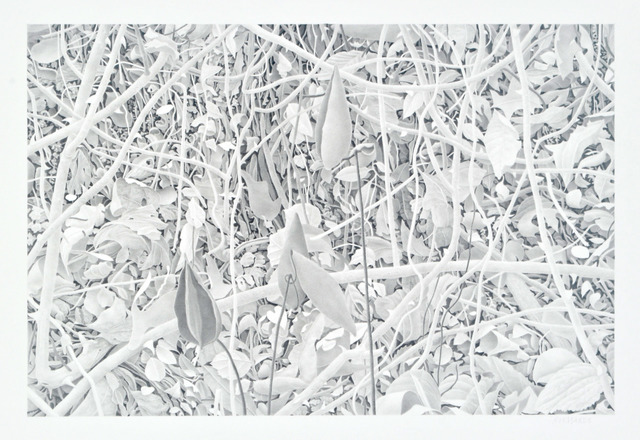 Bill Richards, ‘Milkweed and Branches’, 2010, Nancy Hoffman Gallery