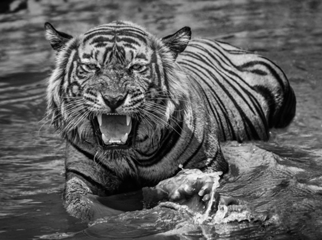 David Yarrow, ‘Risky Business’, 2018, Photography, Archival Pigment Print, Hilton Asmus