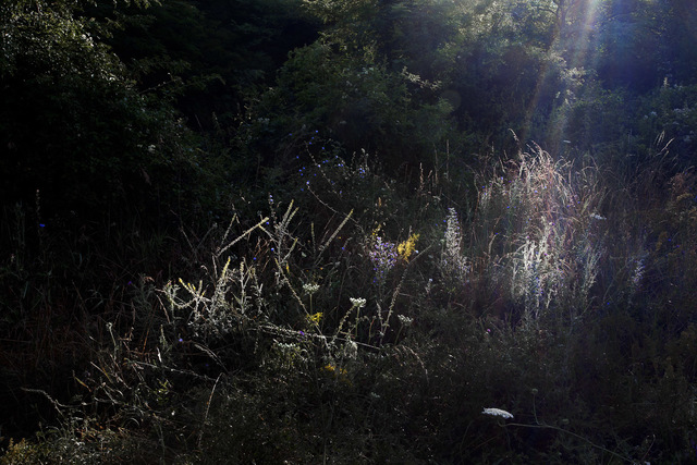 Elspeth Diederix, ‘Firework Field’, 2016, Casemore Kirkeby