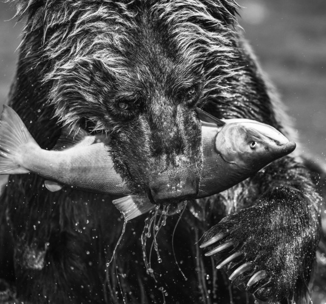 David Yarrow, ‘Primeval’, 2017, Hilton Asmus