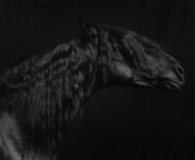 Sheila Rock, ‘Horse #55’, ca. 1999, Photography, Silver Gelatin print, ElliottHalls