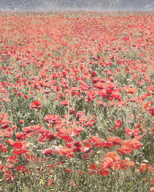 Aziz + Cucher, ‘Field #16’, 2015, ClampArt