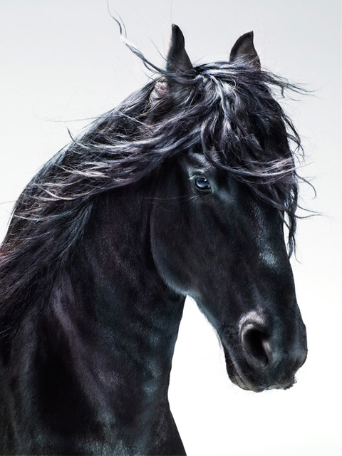 Jill Greenberg, ‘Casey #871’, 2010, ClampArt