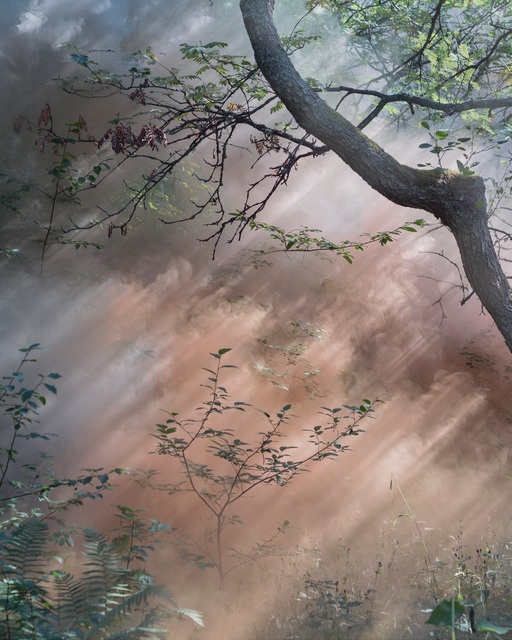 Sandra Kantanen, ‘Forest 11 ’, 2018, Purdy Hicks Gallery