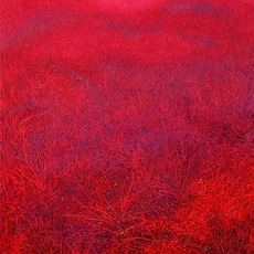 Heng Li