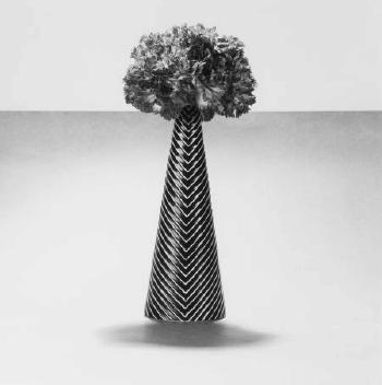 Robert Mapplethorpe - Carnations