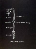 Jean-Michel Basquiat - Anatomy, anterior view