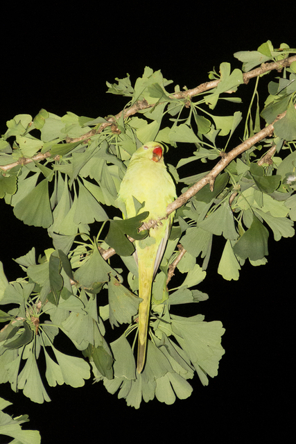 Yoshinori Mizutani, ‘Tokyo Parrots, 034’, 2013, Photography, Archival pigment print, Brownie Project