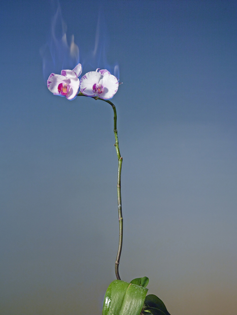 Jiang Zhi 蒋志, ‘Love Letters No. 22’, 2014, Photography, Archival inkjet print, Blindspot Gallery