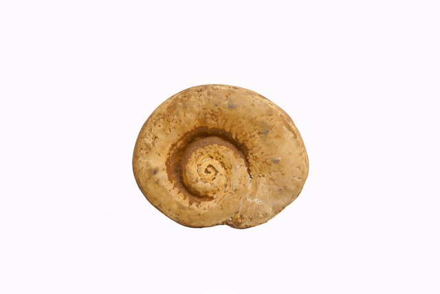 Ming Fay 費明杰, ‘Spiral Shell’, 1994, Sapar Contemporary