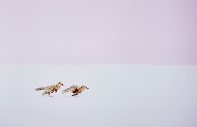 Hiroki Inoue, ‘Fox Chase: Wherever you go, I will follow!’, 2016, Phillips