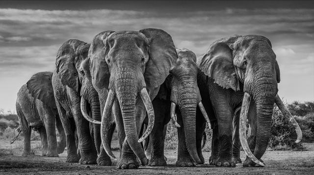David Yarrow, ‘The Pack’, 2019, Photography, Archival Pigment Print, Hilton Asmus