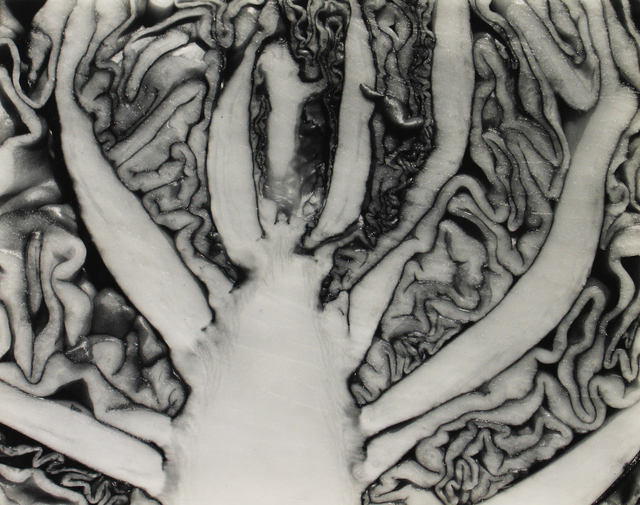 Edward Weston, ‘Red Cabbage Halved’, 1930, Howard Greenberg Gallery