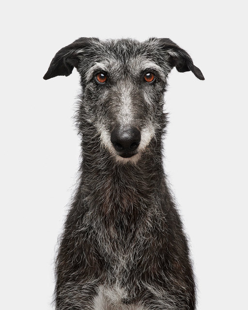 Randal Ford, ‘Dixie ’, 2020, Photography, Digital C Print, Isabella Garrucho Fine Art