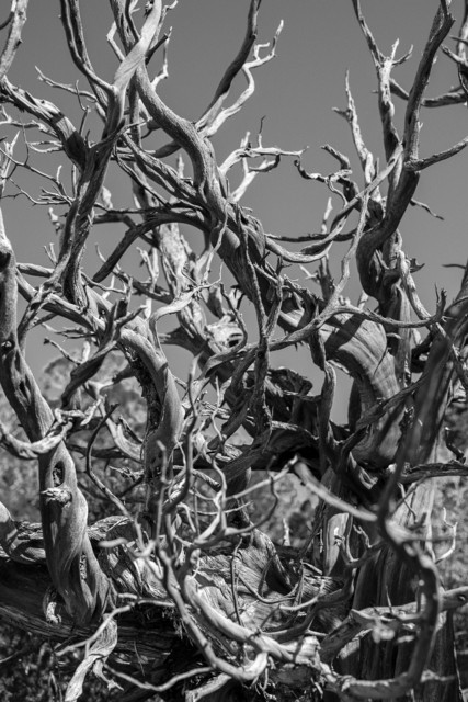 Bryson Rand, ‘Bristlecone Pine II (Eagle, Colorado)’, 2019, Photography, Archival inkjet print, Zeit Contemporary Art