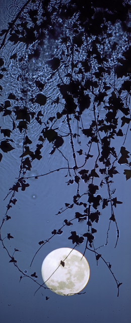 Susan Derges, ‘Full Moon Ivy’, 2012, Danziger Gallery
