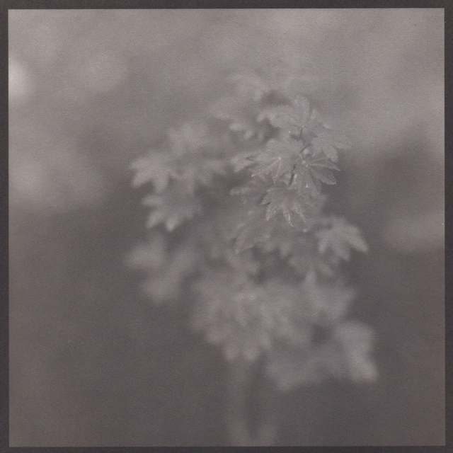 Denise Oehl, ‘Japanese Maple’, 2018, John Davis Gallery