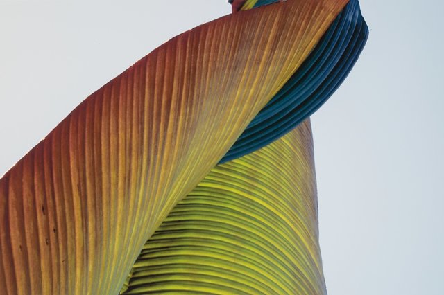 Tom Millea, ‘Palm’, 2006, Heritage Auctions