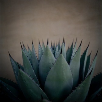Allison V. Smith, ‘Cactus. October 2011. Marfa, Texas’, 2013, Barry Whistler Gallery