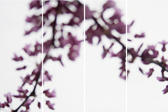 Jeri Eisenberg, ‘Red Bud No. 2’, 2008, Carrie Haddad Gallery