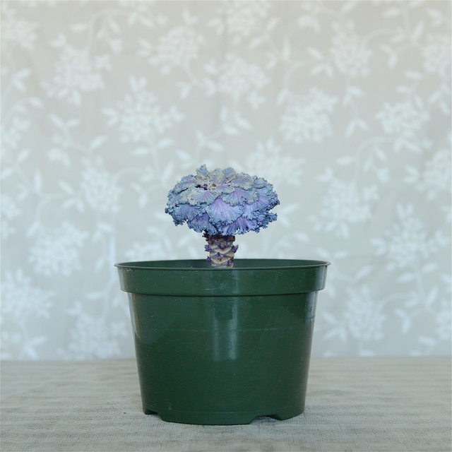 Nancy Friedland, ‘Proud’, 2011, Photography, Archival Pigment Print, Circuit Gallery