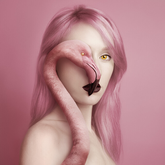 Flamingo