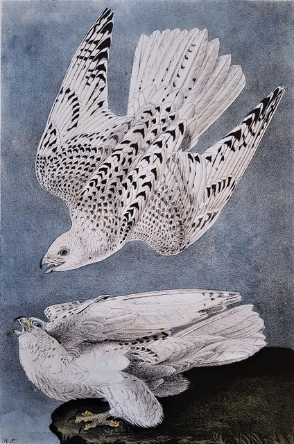 John James Audubon, ‘Iceland or Gyr Falcon’, 1840-1844, Graves International Art