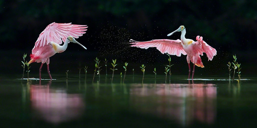 "Pink Symphony" | Dramatic Florida scenery and semi-finalist at the 2017 Nature's Best Photography Competition. "Pink Symphony" | Dramatic Florida scenery and semi-finalist at the 2017 Nature's Best Photography Competition.