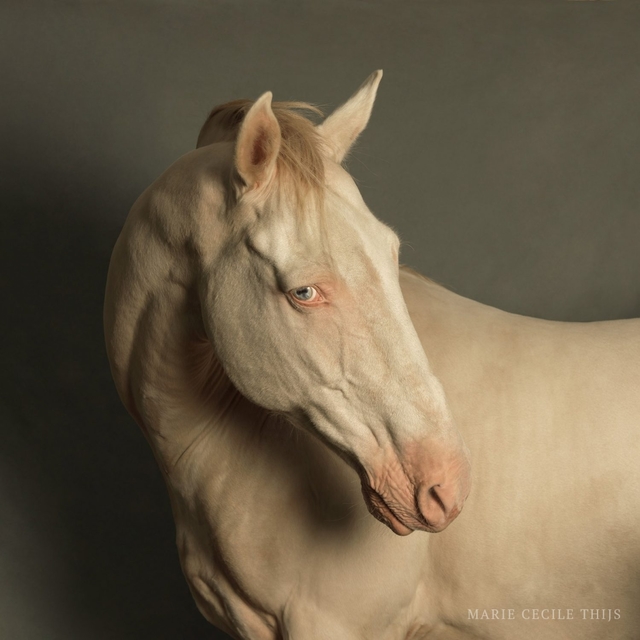 Marie Cecile Thijs, ‘Horse with Blue Eyes’, 2009, SmithDavidson Gallery