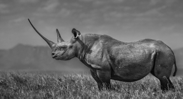 David Yarrow, ‘The Girl On The Hill’, 2017, Photography, Digital Pigment Print on Archival 315gsm Hahnemuhle Photo Rag Baryta Paper, Isabella Garrucho Fine Art