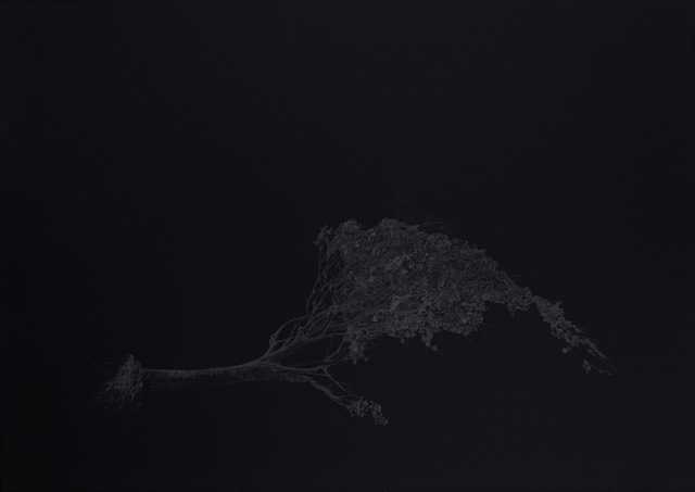 Aleksandar Duravcevic, ‘Tree small’, 2010, Drawing, Collage or other Work on Paper, Graphite on black paper, espacio artkunstarte