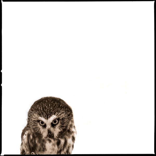 Nine Francois, ‘Owl IV’, 2017, Julie Nester Gallery