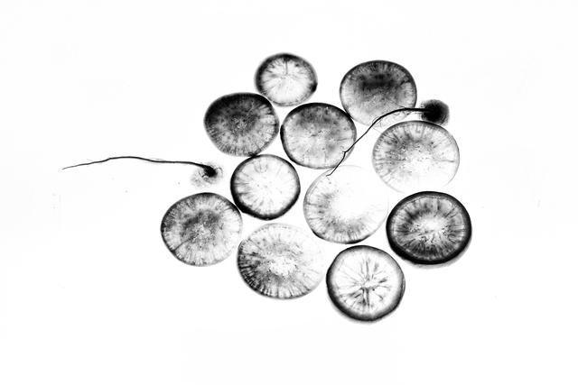 Takamitsu Sakamoto, ‘Breath of life on black No.17’, 2032, Print, Lumont printing, MvVO ART