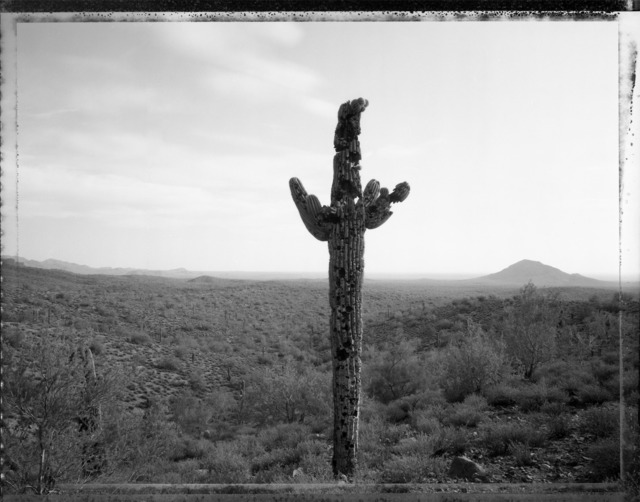 Mark Klett, ‘Bullet Riddled Saguaro ’, Photography, Gelatin Silver Print, photo-eye Gallery