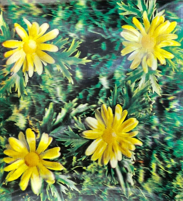 Andy Warhol, ‘Untitled (Osaka daisies)’, 1970, Print, Xograph, JF Fine Arts & Verosa