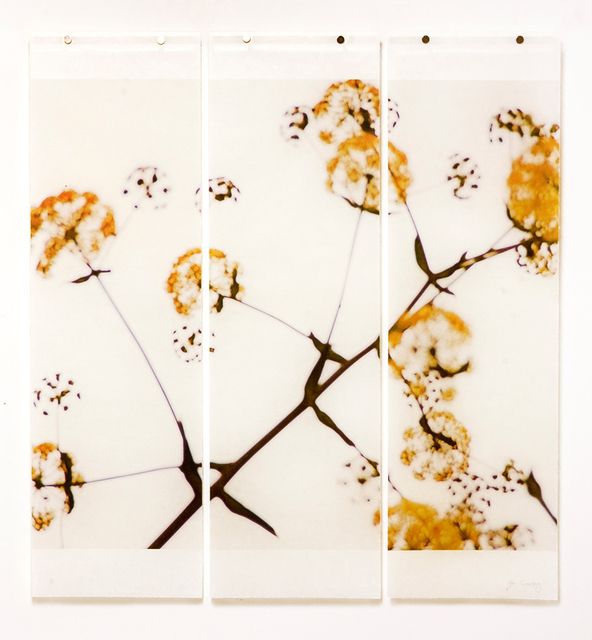 Jeri Eisenberg, ‘Wild Fennel, No.1 (triptych)’, 2018, Carrie Haddad Gallery